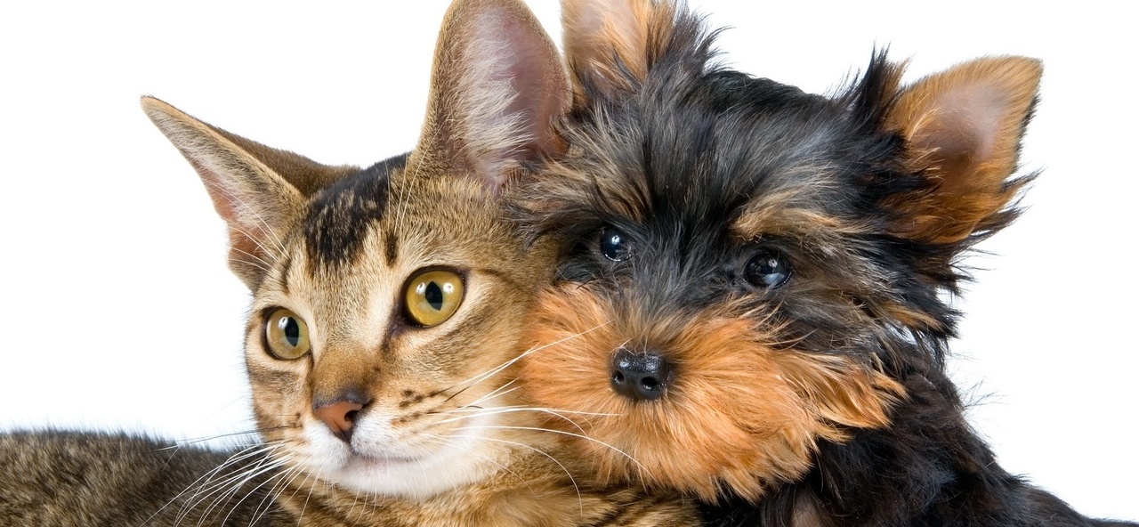 Доска объявлений о животных | ЗооТом - продажа, вязка и услуги для животных в Конаково