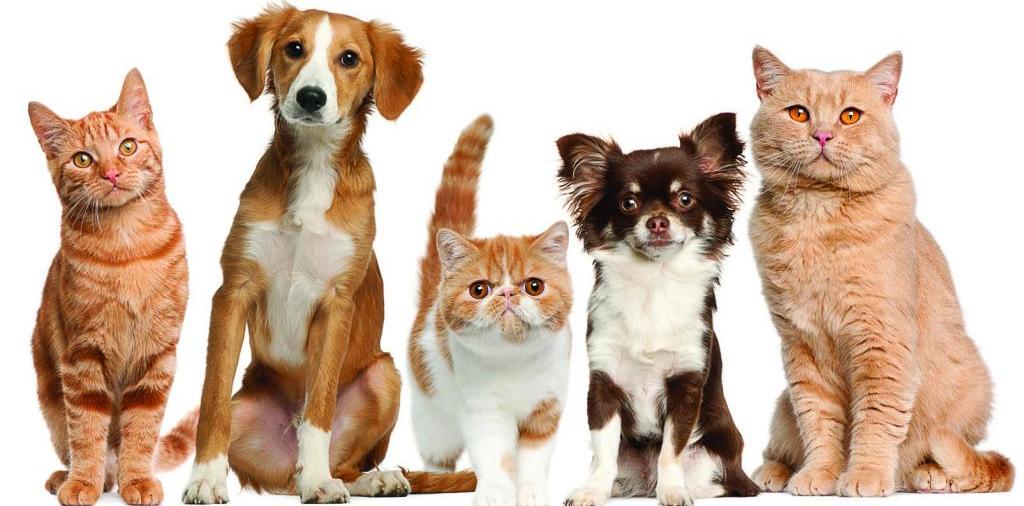 Доска объявлений о животных | ЗооТом - продажа, вязка и услуги для животных в Конаково