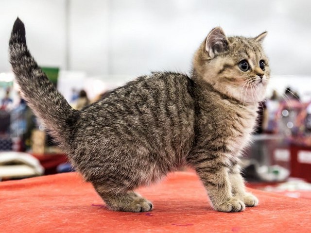 Породы кошек в Конаково | ЗооТом портал о животных