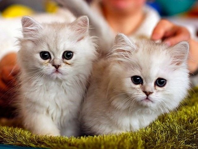 Породы кошек в Конаково | ЗооТом портал о животных