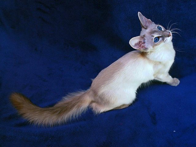 Выведенные породы кошек в Конаково | ЗооТом портал о животных
