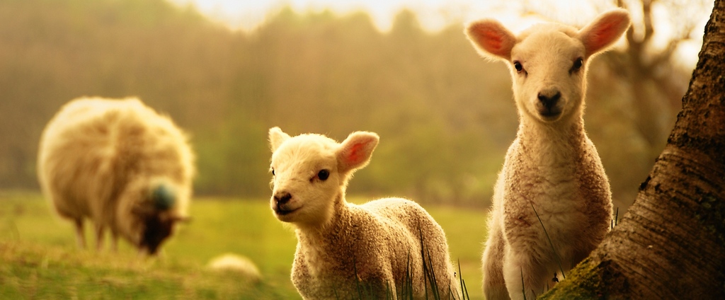 Объявления о сельскохозяйственных животных | ЗооТом - продажа, вязка и услуги для животных в Конаково