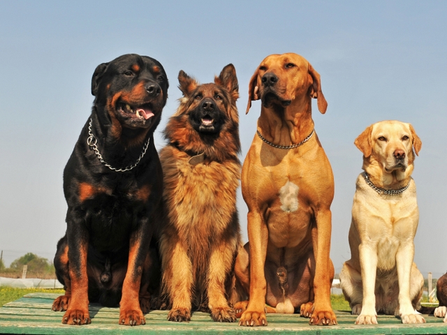 Крупные породы собак в Конаково | ЗооТом портал о животных