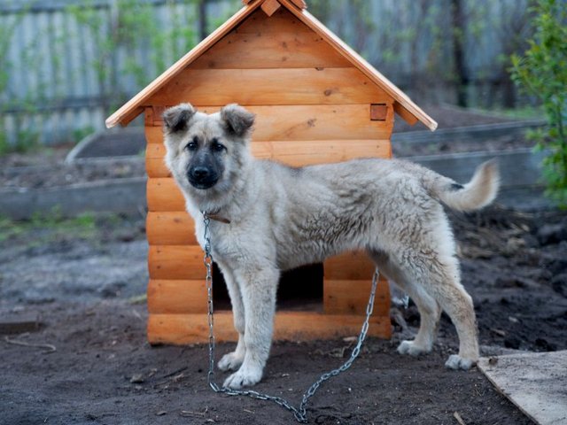 Все о собаках в Конаково